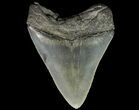 Serrated, Fossil Megalodon Tooth - Georgia River #84155-2